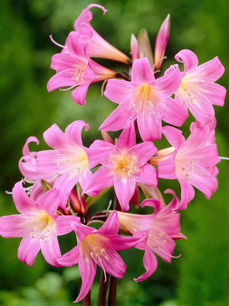 Amaryllis belladonna (naked ladies) bulbs